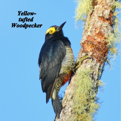 Yellow-tufted Woodpecker